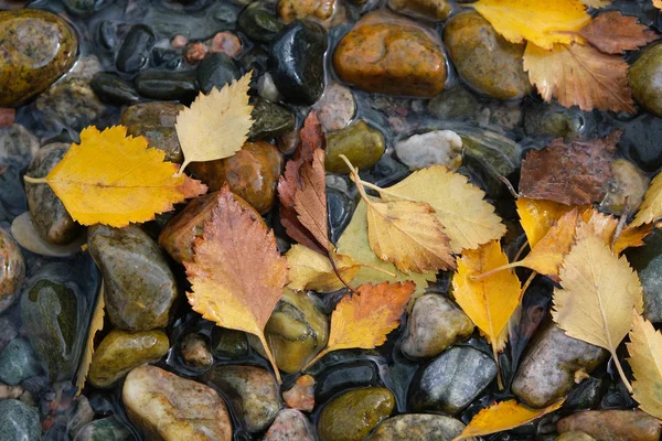 Autumn mood. Yellow autumn leaves lying on wet stones