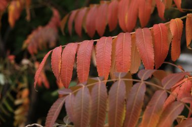 Sonbahar havası. Ağacın kırmızı, sarı ve yeşil yapraklarının bileşimi.