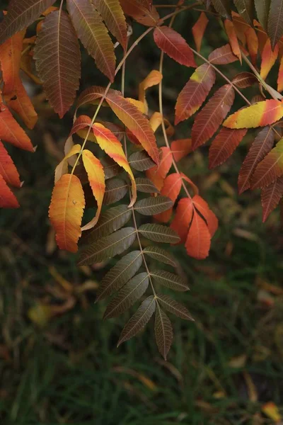Humor Outono Composição Folhas Vermelhas Amarelas Verdes Árvore — Fotografia de Stock