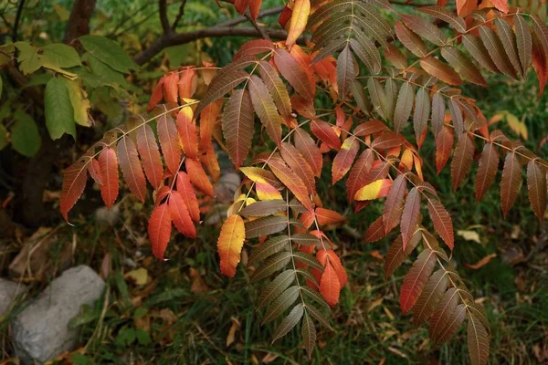 Sonbahar Havası Ağacın Kırmızı Sarı Yeşil Yapraklarının Bileşimi — Stok fotoğraf