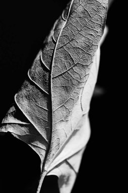 Sonbahar akçaağaç yaprağı yakın plan. Soyut kompozisyon. Sonbahar havası.