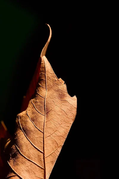 秋のカエデの葉のクローズアップ 抽象的な構成 秋の気分 — ストック写真