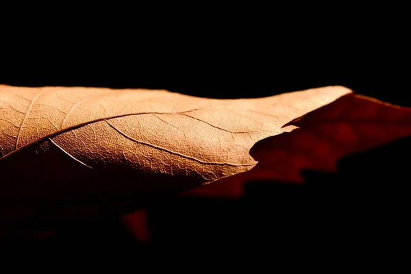 Jesienny Liść Klonu Zbliżenie Streszczenie Kompozycji Jesienny Nastrój — Zdjęcie stockowe