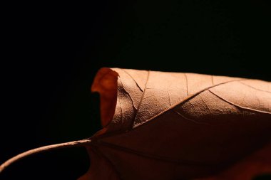 Sonbahar akçaağaç yaprağı yakın plan. Soyut kompozisyon. Sonbahar havası.