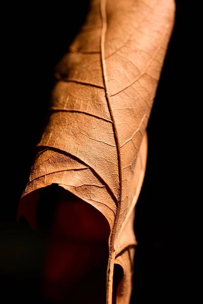 秋のカエデの葉のクローズアップ 抽象的な構成 秋の気分 — ストック写真