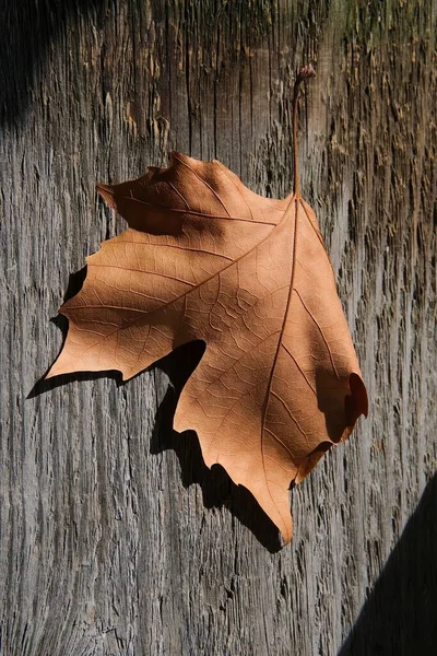 古い木の背景に秋の茶色のカエデの葉 秋の構図 — ストック写真