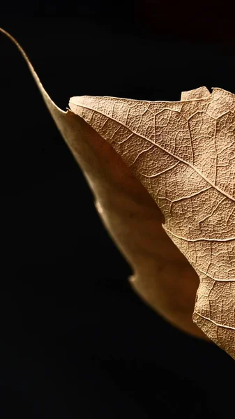 Herfst Esdoorn Blad Close Macro Fotografie Herfstsamenstelling — Stockfoto