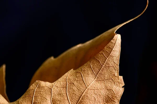 秋のカエデの葉のクローズアップ マクロ写真 秋の構図 — ストック写真