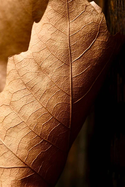 Herfst Esdoorn Blad Close Macro Fotografie Herfstsamenstelling — Stockfoto