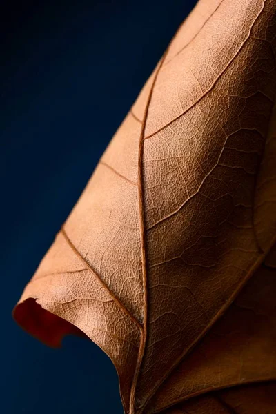 Foto Cerca Una Hoja Arce Otoño Composición Abstracta —  Fotos de Stock