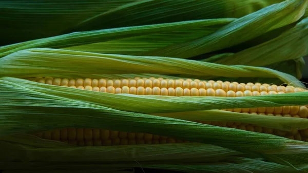 Green composition of colorful corn stalks and yellow, ripe grains.