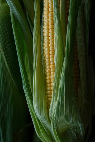 Composition Verte Tiges Maïs Colorées Grains Jaunes Mûrs — Photo