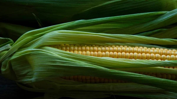 Composition Verte Tiges Maïs Colorées Grains Jaunes Mûrs — Photo