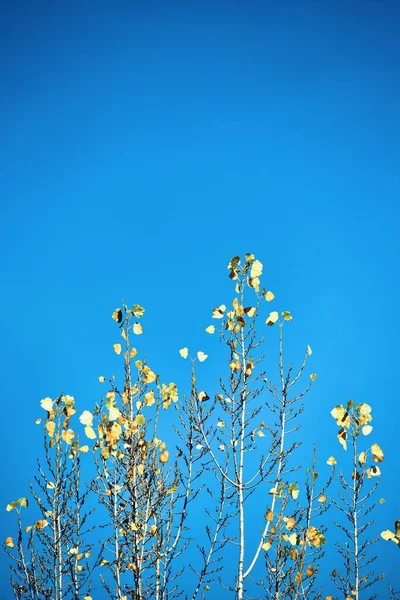 Die Gelben Blätter Der Silberpappel Hintergrund Des Blauen Himmels Herbstliche — Stockfoto