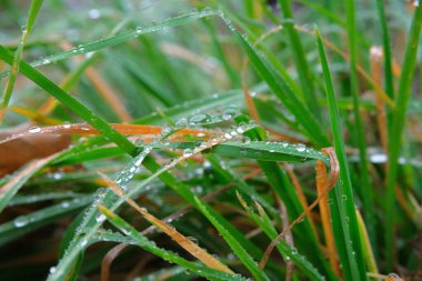 Sonbahar otları yağmur damlalarıyla kaplıdır. Sonbahar havası. Sonbahar bileşimi.