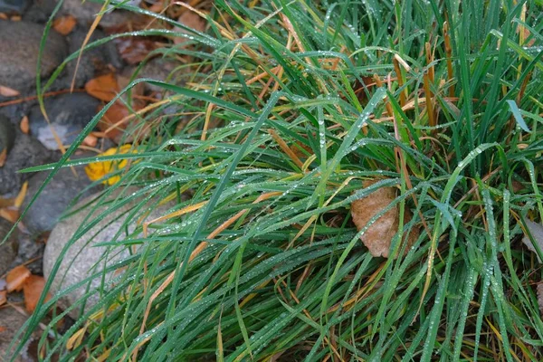 Herbstliches Gras Bedeckt Mit Regentropfen Aus Nächster Nähe Herbststimmung Herbstliche — Stockfoto