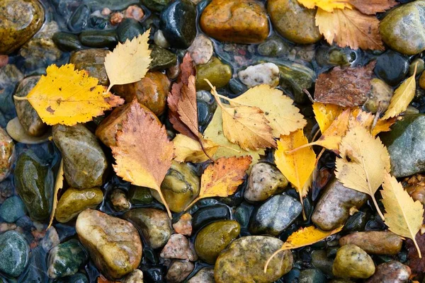 Autumn Composition Yellow Colorful Leaves Background River Stones — Stock Photo, Image