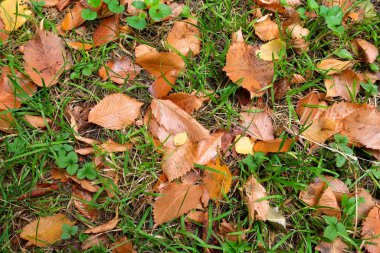 Sonbahar havası. Sarı, altın yeşillik bir arka planda bir ekim günü.