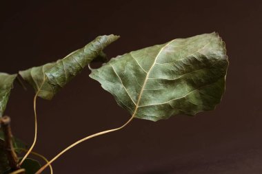 Sonbahar kompozisyonu. Gümüş kavak yaprakları koyu bir arka planda.
