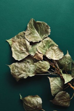 Sonbahar kompozisyonu. Gümüş kavak yaprakları koyu bir arka planda.