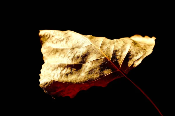 秋の気分 黒地に紅葉したポプラの葉 — ストック写真