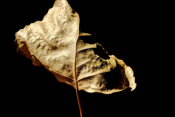 Herbststimmung Herbst Pappelblatt Auf Schwarzem Hintergrund — Stockfoto