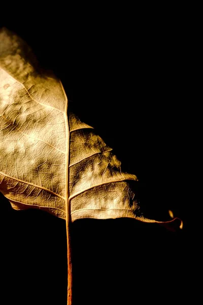 秋の気分 黒地に紅葉したポプラの葉 — ストック写真