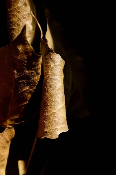 Hojas Álamo Otoñal Sobre Fondo Negro Composición Otoño Macro Foto —  Fotos de Stock