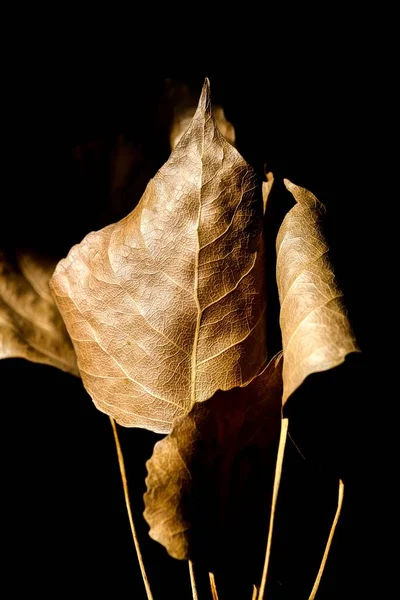 黒い背景に秋のポプラの葉 秋の構図 マクロ写真 — ストック写真