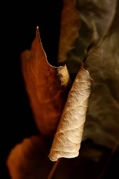 Hojas Álamo Otoñal Sobre Fondo Negro Composición Otoño Macro Foto —  Fotos de Stock