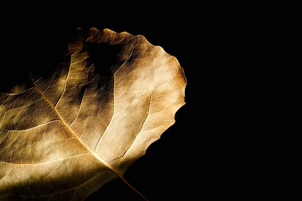 Abstrakte Komposition Eines Herbstpappelblattes Auf Dunklem Hintergrund Pappelblatt Makroaufnahme — Stockfoto