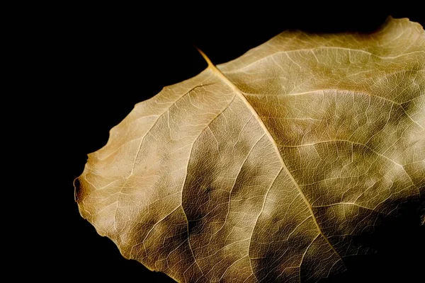 Composición Abstracta Una Hoja Álamo Otoño Sobre Fondo Oscuro Hoja —  Fotos de Stock