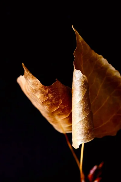Outono Folha Álamo Closeup Fotografia Macro Composição Abstracta — Fotografia de Stock