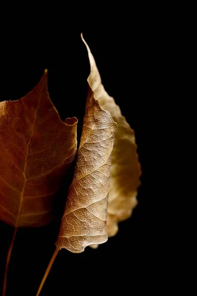 秋のポプラの葉を閉じます マクロ写真 概要構成 — ストック写真