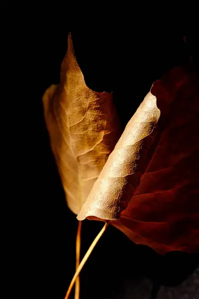 Primer Plano Hoja Álamo Otoño Fotografía Macro Composición Abstracta —  Fotos de Stock