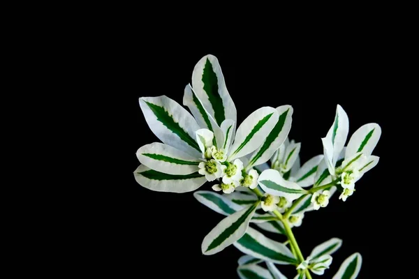 White-Green composition. Beautiful White flower with green stripes on black background.
