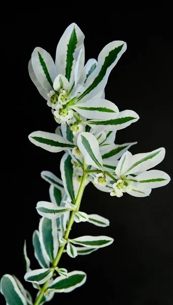 White-Green composition. Beautiful White flower with green stripes on black background.