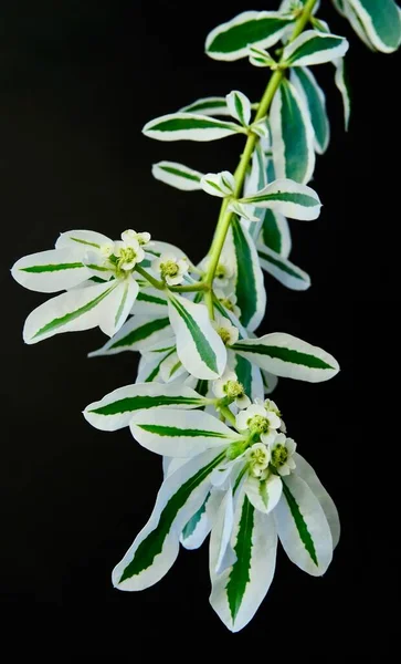 Composición Blanco Verde Hermosa Flor Blanca Con Rayas Verdes Sobre —  Fotos de Stock