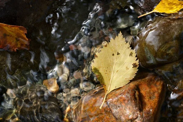 黄色的桦树叶子在五彩斑斓的河石的背景上 抽象的作文 — 图库照片