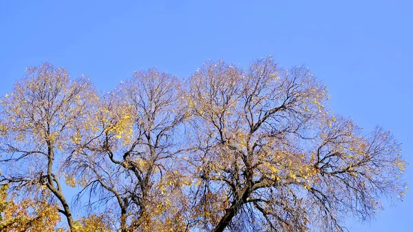 Herbstbäume Mit Den Letzten Goldenen Blättern Vor Dem Blauen Himmel — Stockfoto