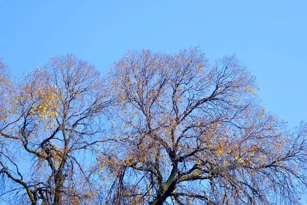 Herbstbäume Mit Den Letzten Goldenen Blättern Vor Dem Blauen Himmel — Stockfoto