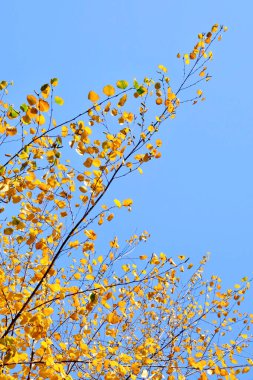 Sonbahar huş dalları mavi gökyüzüne karşı altın yapraklarla kaplıdır. Sonbahar zamanı.