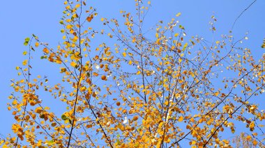 Sonbahar huş dalları mavi gökyüzüne karşı altın yapraklarla kaplıdır. Sonbahar zamanı.