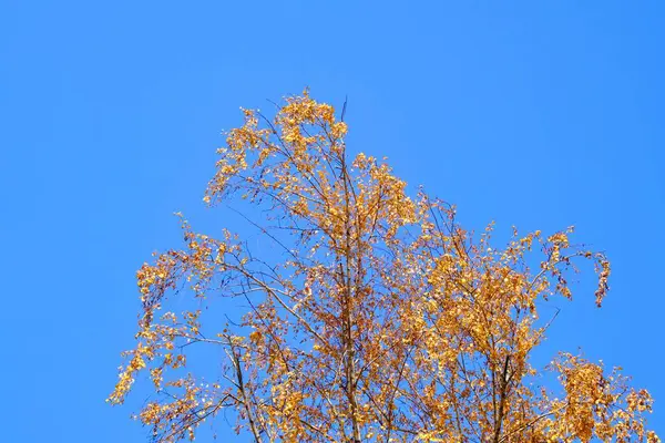 Herbstliche Birkenzweige Mit Goldenem Laub Gegen Den Blauen Himmel Herbstzeit — Stockfoto