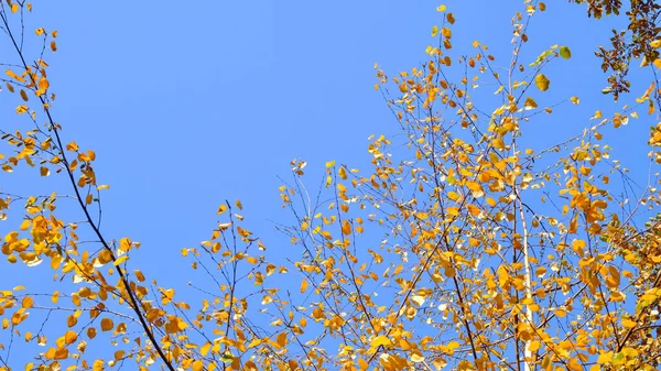 Herbstliche Birkenzweige Mit Goldenem Laub Gegen Den Blauen Himmel Herbstzeit — Stockfoto
