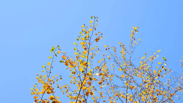 Herbstliche Birkenzweige Mit Goldenem Laub Gegen Den Blauen Himmel Herbstzeit — Stockfoto