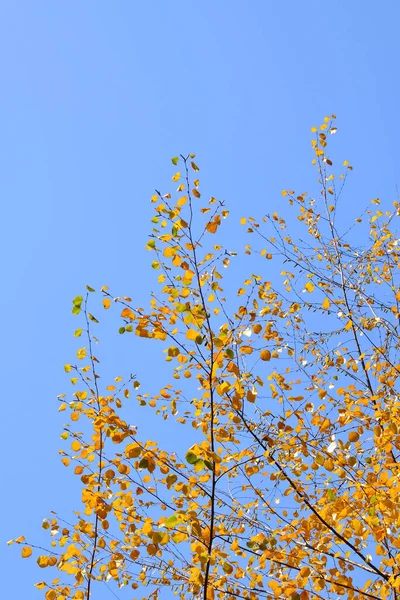 Podzimní Větve Břízy Pokryté Zlatým Listím Proti Modré Obloze Podzimní — Stock fotografie