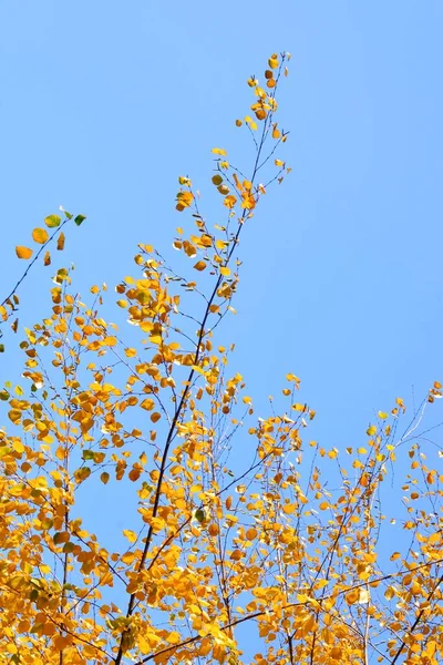 Branches Bouleau Automne Recouvertes Feuillage Doré Contre Ciel Bleu Heure — Photo