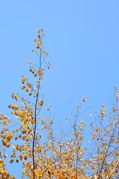 Φθινοπωρινά Κλαδιά Σημύδας Καλυμμένα Χρυσαφί Φύλλωμα Ενάντια Στον Γαλάζιο Ουρανό — Φωτογραφία Αρχείου