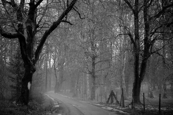 Çakıl Yol Sisli Ormanın Içinde Siyah Beyaz Fotoğraf — Stok fotoğraf